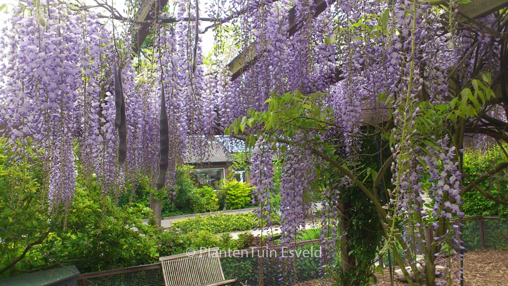 Wisteria floribunda ‘Lawrence’