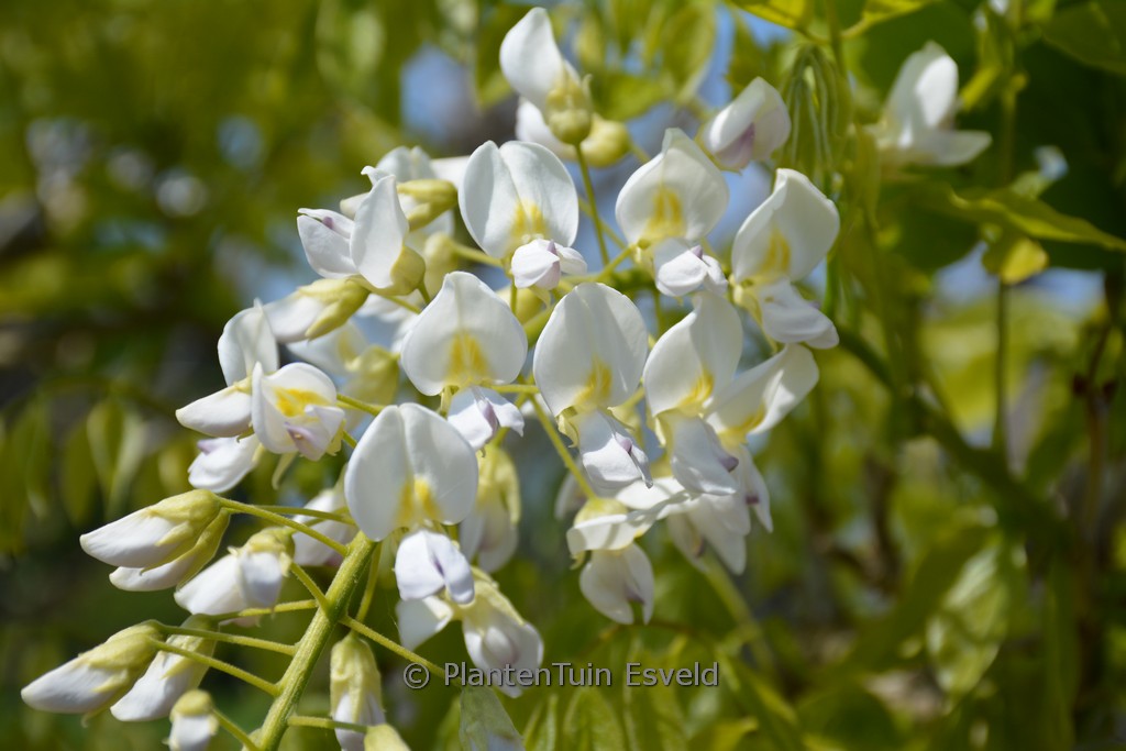 Wisteria floribunda ‘Mon Blanc’