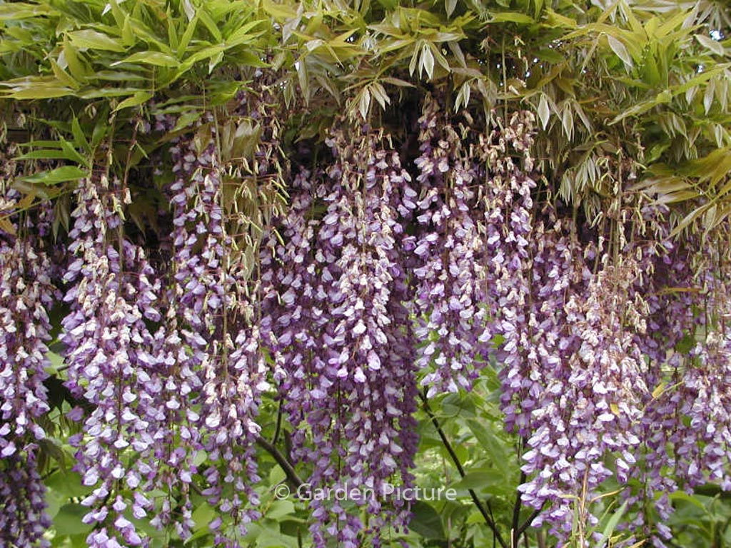 Wisteria floribunda ‘Multijuga’