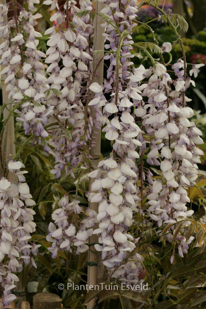 Wisteria floribunda ‘Texas Purple’