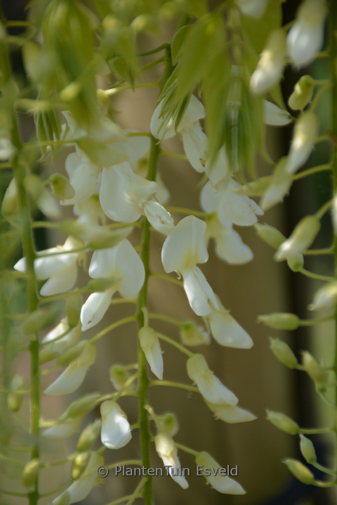 Wisteria floribunda ‘Vignoli’s White’