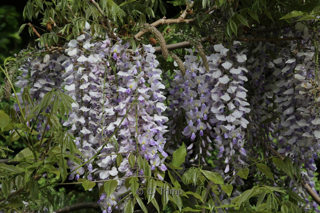 Wisteria formosa ‘Enchantment’
