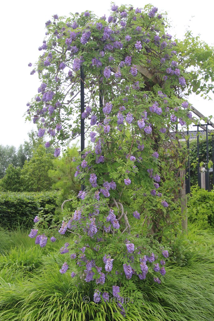 Wisteria frutescens ‘Amethyst Falls’