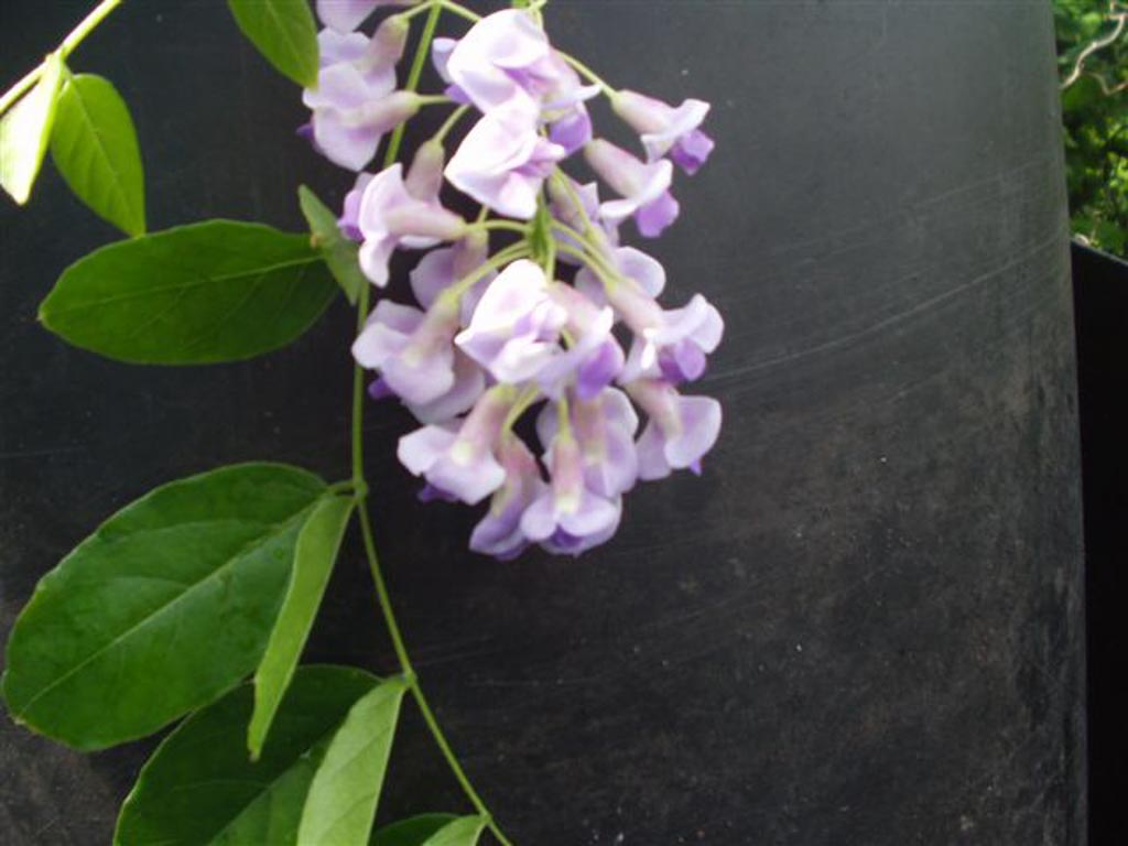 Wisteria macrostachya ‘Blue Moon’