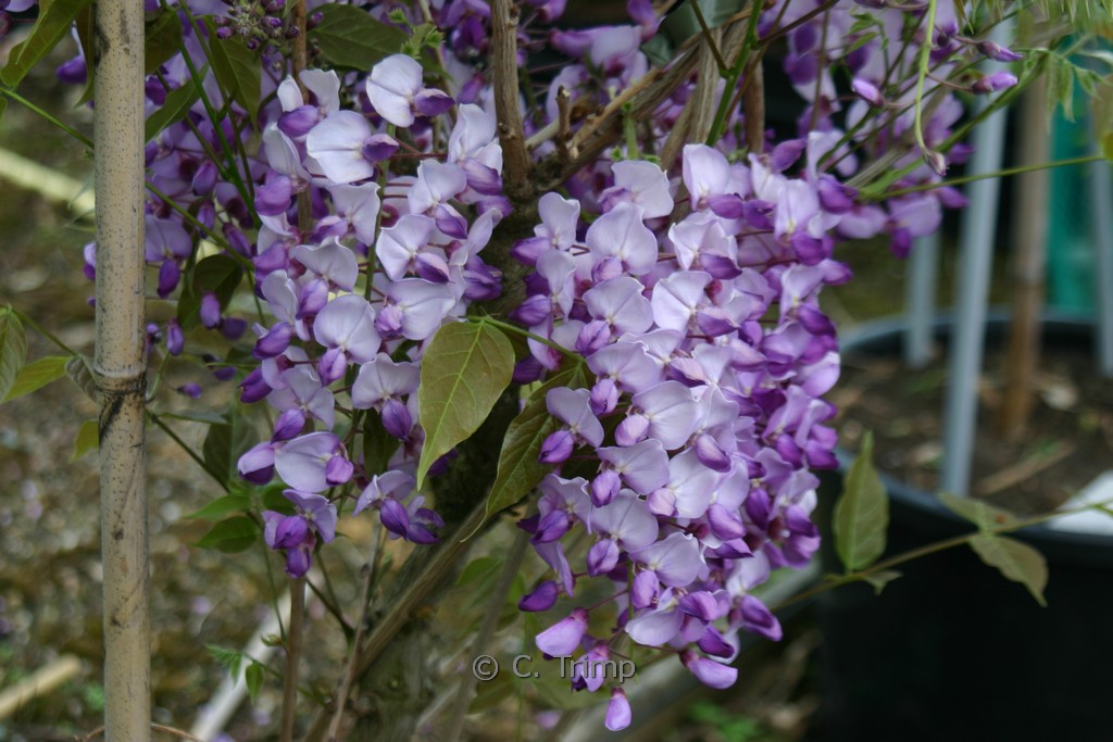 Wisteria sinensis ‘Amethyst’