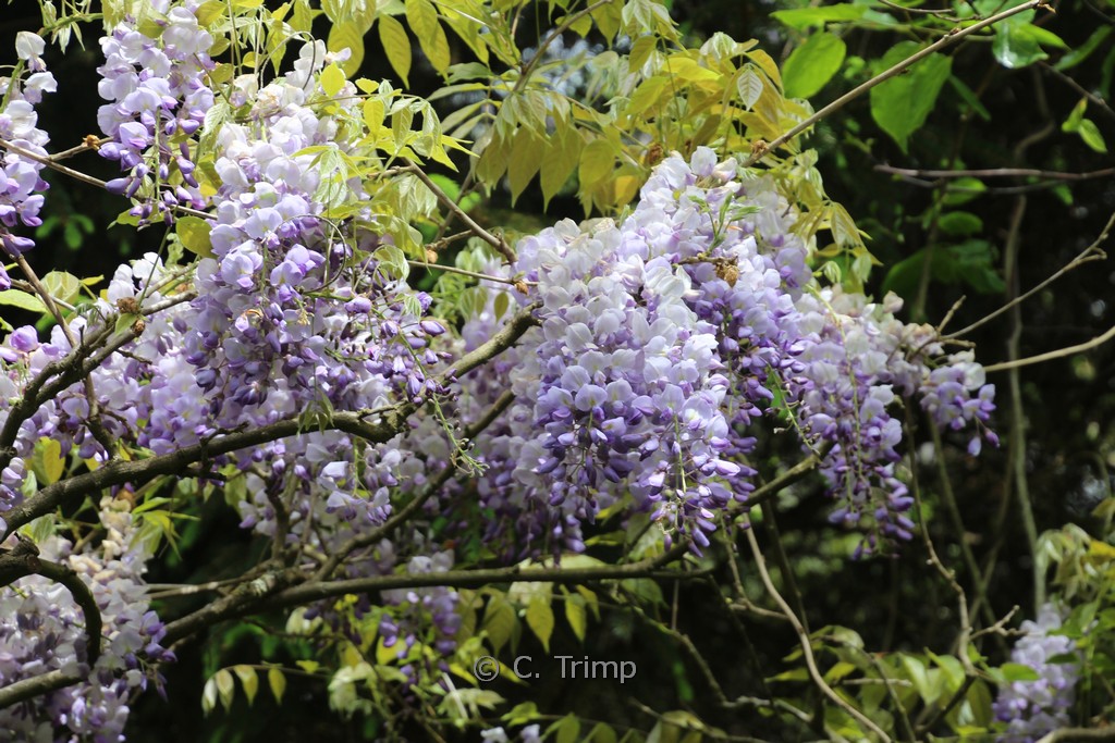 Wisteria sinensis ‘Blue Sapphire’