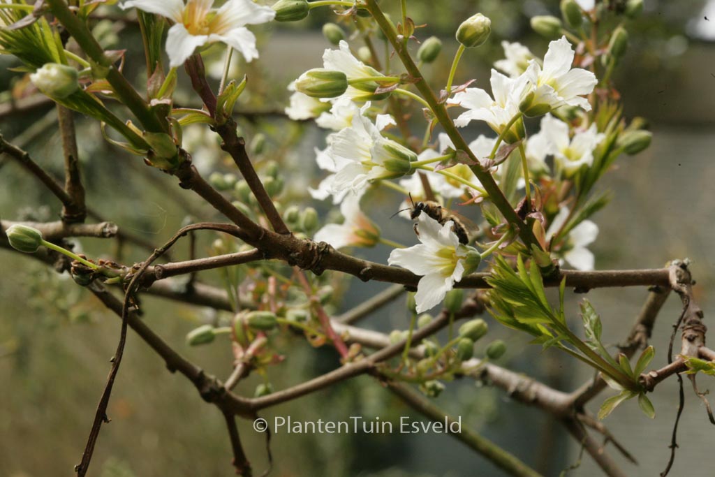 Xanthoceras sorbifolium