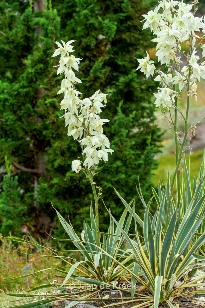 Yucca filamentosa ‘Bright Edge’