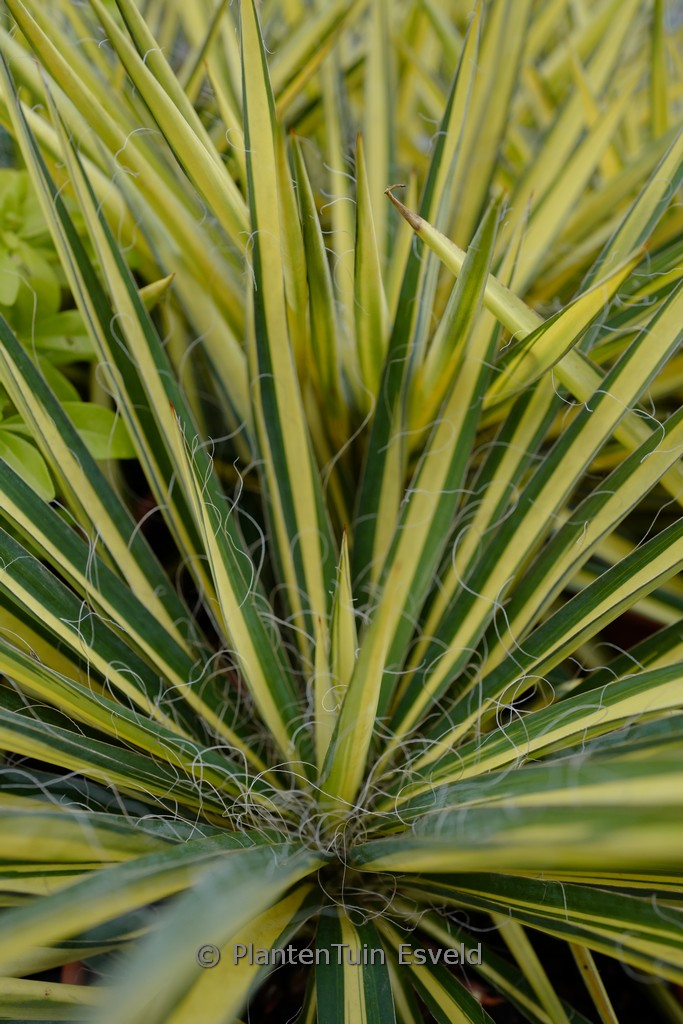 Yucca filamentosa ‘Color Guard’