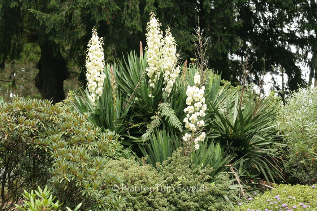 Yucca filamentosa