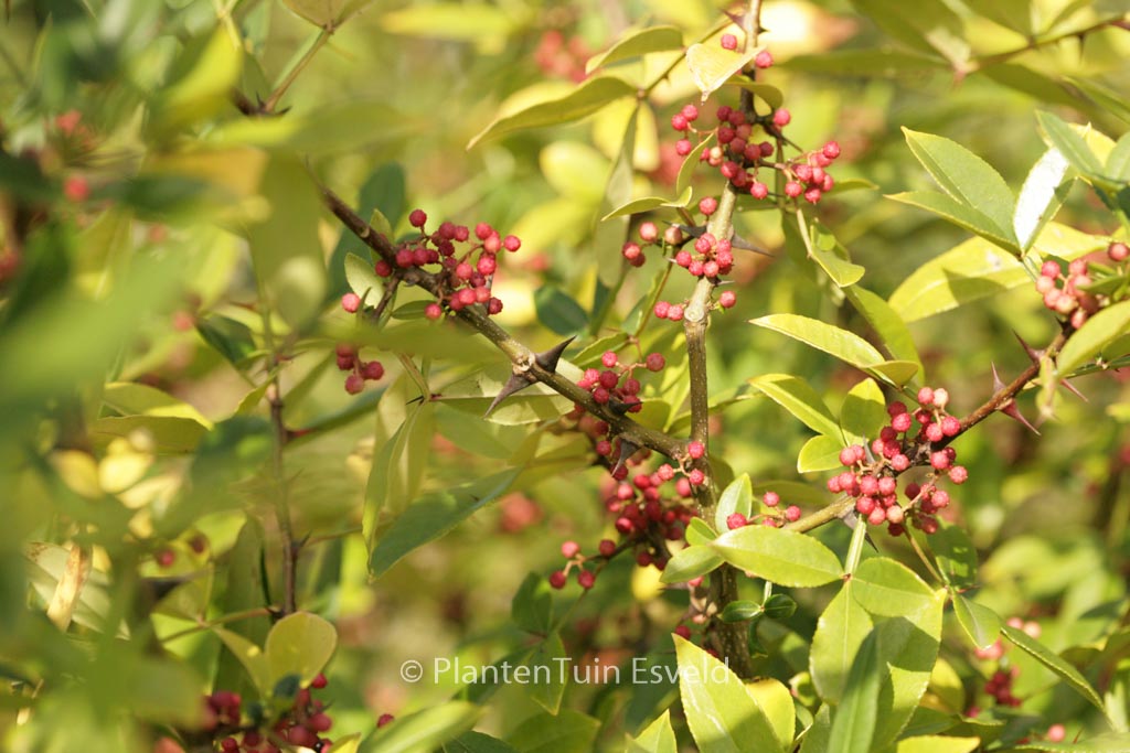 Zanthoxylum alatum planispinum