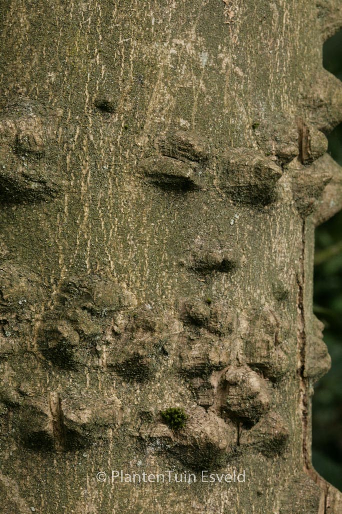 Zanthoxylum bungeanum