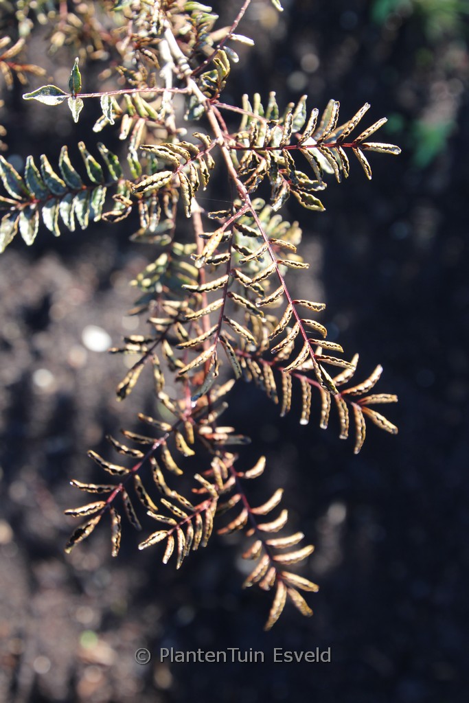 Zanthoxylum piperitum ‘Kuro-kosho’