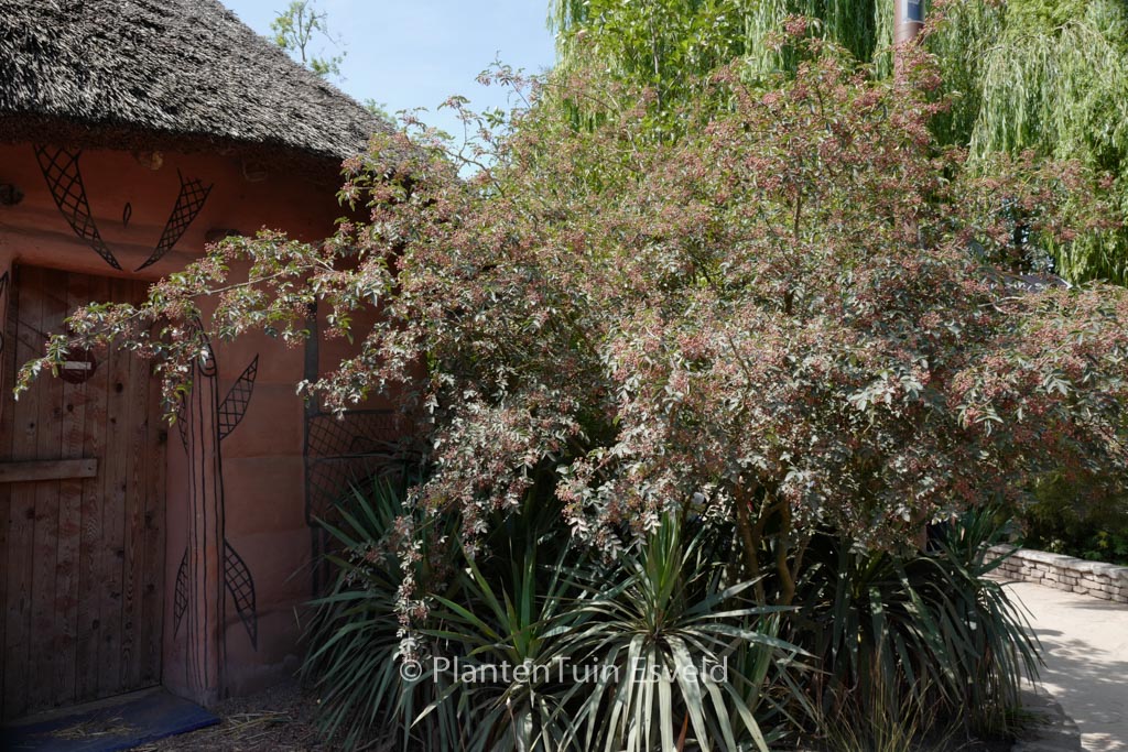 Zanthoxylum piperitum