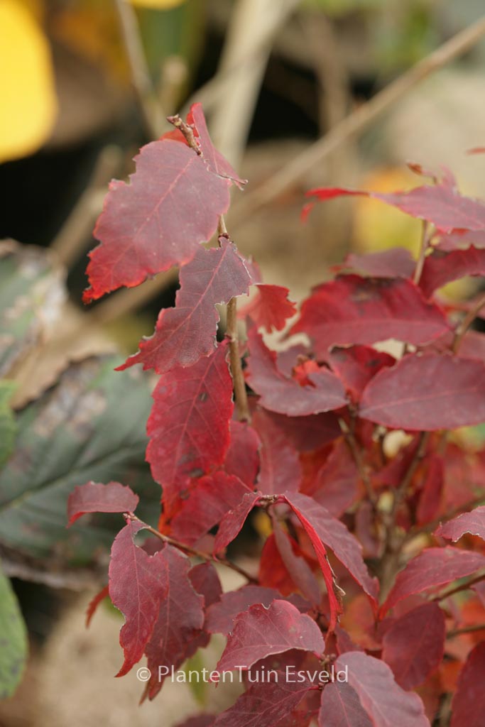 Zelkova serrata ‘Goblin’
