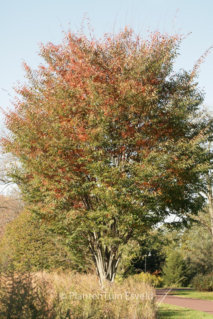 Zelkova serrata ‘Village Green’