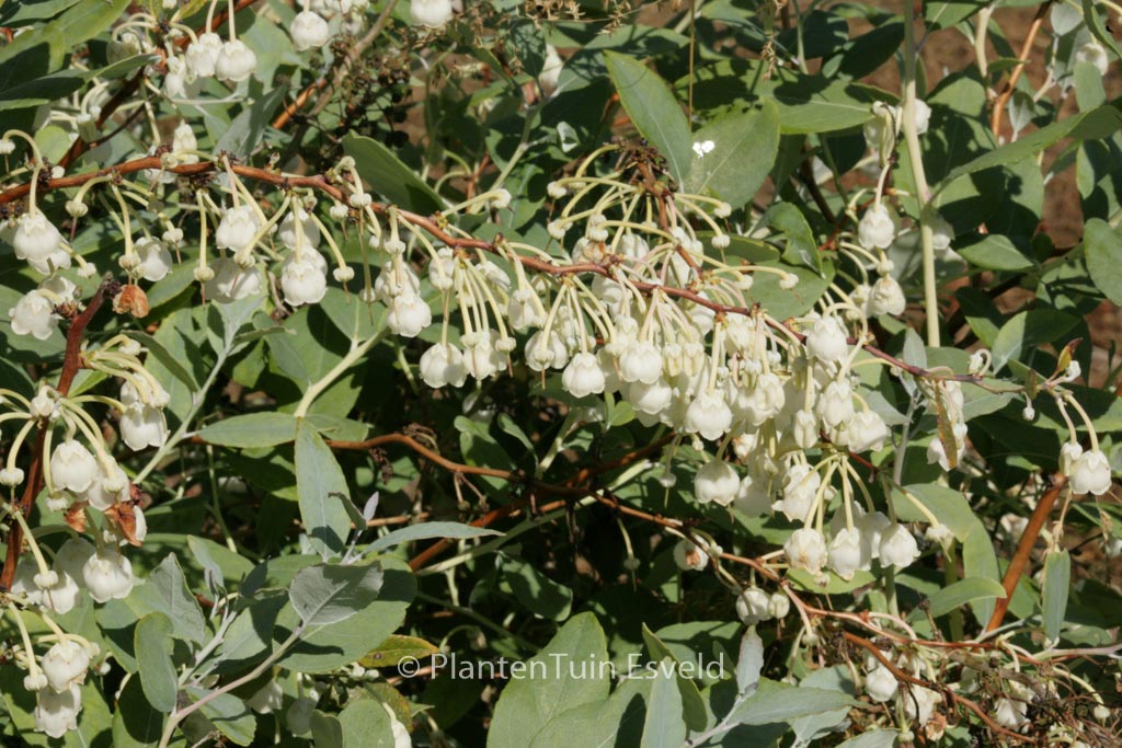 Zenobia pulverulenta ‘Blue Sky’