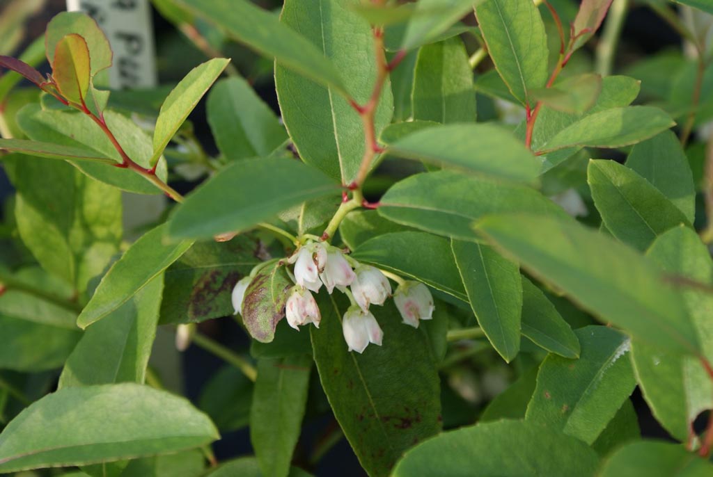 Zenobia pulverulenta ‘Raspberry Ripple’