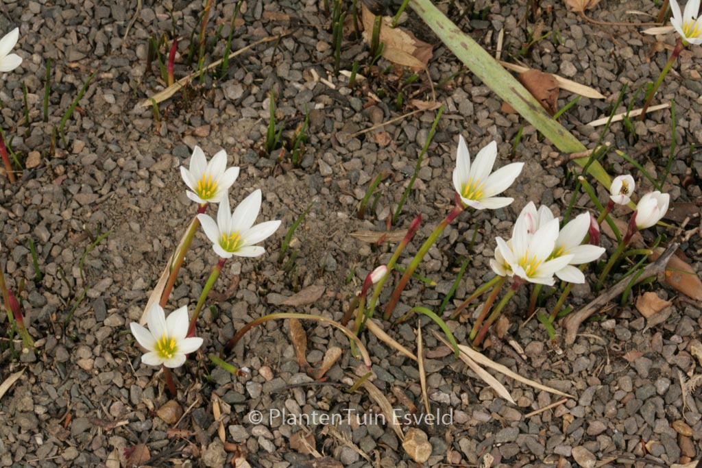 Zephyranthes candida