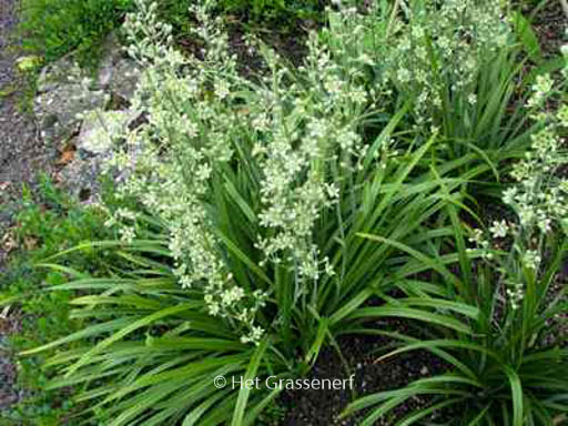 Zigadenus elegans glaucus